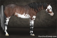 Horse Color:Brown Splash Rabicano 