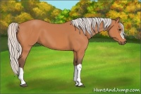 Horse Color:Silver Bay 