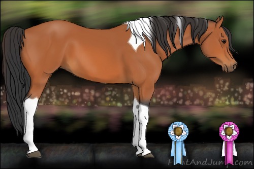 Horse Color:Bay Tobiano 