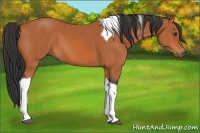 Horse Color:Bay Tobiano 
