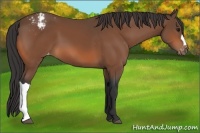 Horse Color:Bay Appaloosa