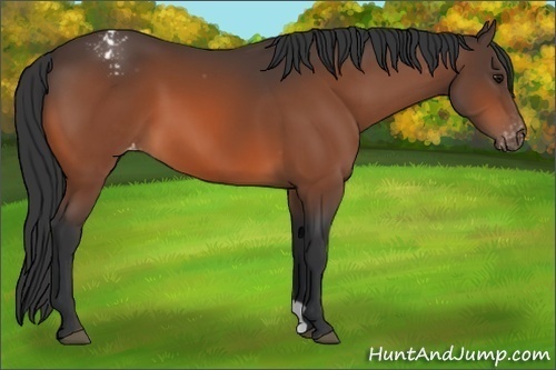Horse Color:Bay Appaloosa 