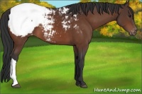 Horse Color:Bay Appaloosa 