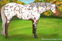 Horse Color:Silver Bay Roan Appaloosa 