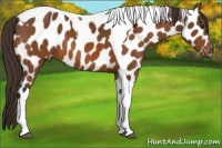 Horse Color:Buckskin Tobiano Appaloosa 