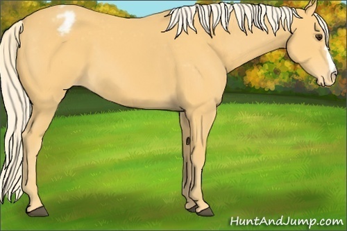 Horse Color:Palomino Appaloosa 