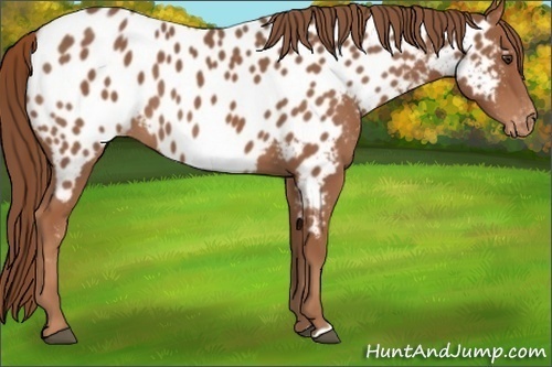 Horse Color:Chestnut Appaloosa 