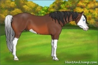 Horse Color:Bay Splash 