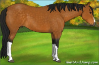 Horse Color:Gray Buckskin 