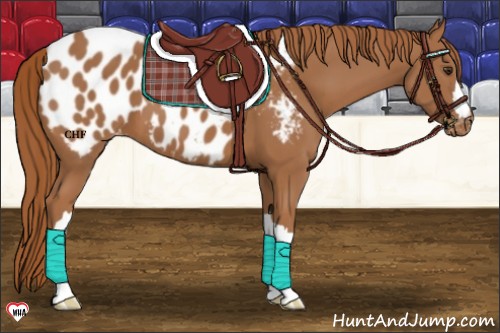 Horse Color:Chestnut Blanket