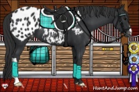 Horse Color:Black Appaloosa 