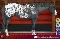 Horse Color:Black Appaloosa 
