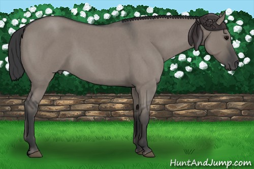 Horse Color:Grullo Roan 