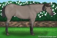 Horse Color:Grullo Roan