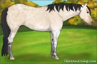 Horse Color:Bay Ice Dun