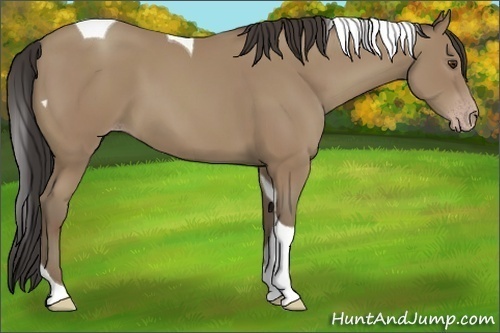 Horse Color:Classic Champagne Tobiano
