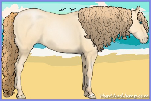 Horse Color:Buckskin Pearl 