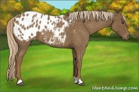 Horse Color:Chocolate Palomino Roan Appaloosa