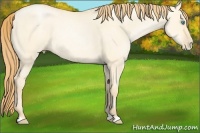 Horse Color:Buckskin Pearl Dun 