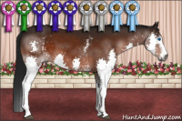 Horse Color:Gray White Spotted Bay Splash Appaloosa 