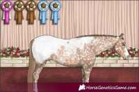 Horse Color:Liver Chestnut Pearl Appaloosa 