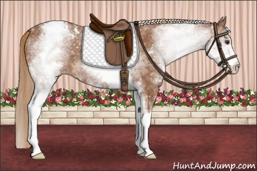 Horse Color:White Spotted Chestnut Snowcap