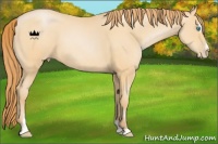 Horse Color:Buckskin Pearl Sabino 