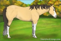 Horse Color:Buckskin Splash 