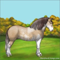 Horse Color:Chocolate Buckskin Dun Sabino 