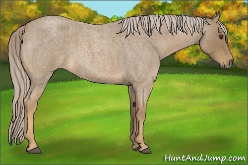 Horse Color:Palomino Roan 