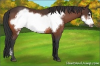 Horse Color:Bay Frame 