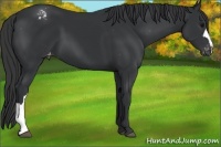 Horse Color:Black Appaloosa 