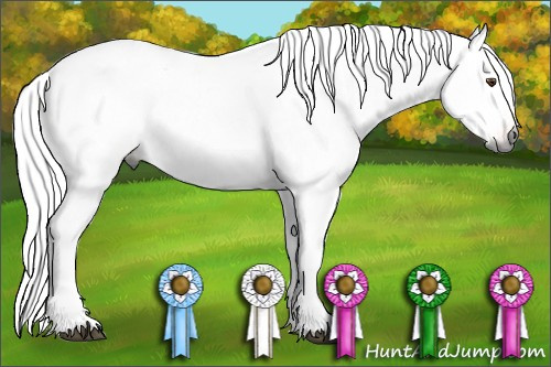 Horse Color:Gray Bay Dun Appaloosa 