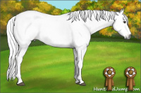 Horse Color:Gray Chestnut Appaloosa 