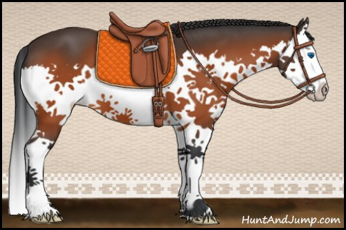 Horse Color:Bay Splash 