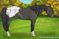 Horse Color:Black Appaloosa