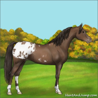Horse Color:Gray Black Pearl Appaloosa