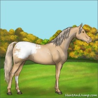 Horse Color:Chestnut Pearl Appaloosa 