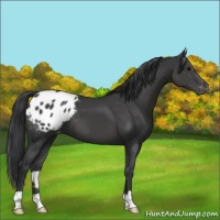 Horse Color:Black Appaloosa 