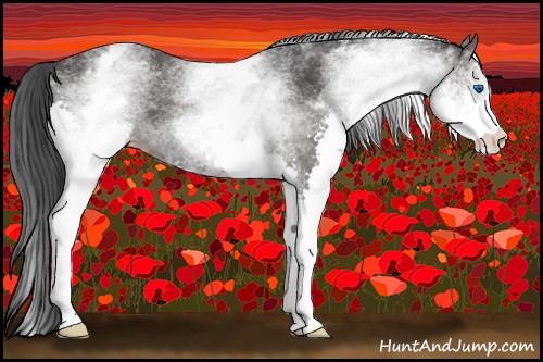 Horse Color:White Spotted Black Splash 