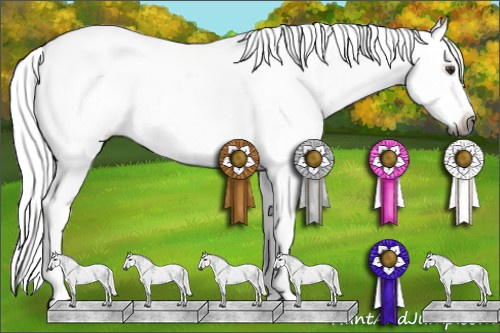 Horse Color:Gray Chestnut Appaloosa 