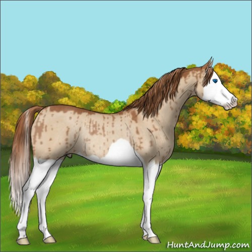 Horse Color:Red Dun Splash Rabicano Brindle 