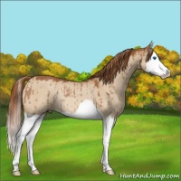 Horse Color:Red Dun Splash Rabicano Brindle