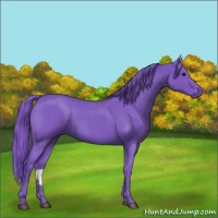 Horse Color:Watercolor Smoky Blue Roan 