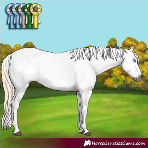 Horse Color:Gray Palomino Appaloosa 