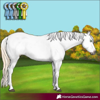Horse Color:Gray Palomino Appaloosa 