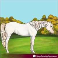 Horse Color:Buckskin Roan Pearl and Palomino Roan Pearl