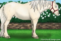 Horse Color:Palomino Pearl