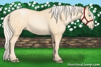 Horse Color:Palomino Pearl