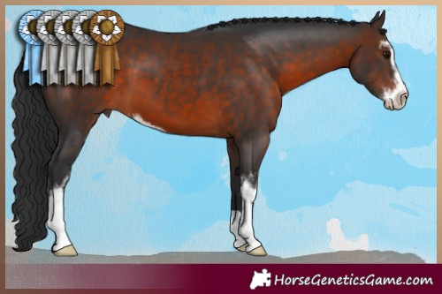 Horse Color:Brown Sabino 